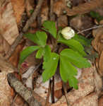 Wood anemone